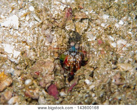 closed up the mantis shrimp in Myanmar divesite