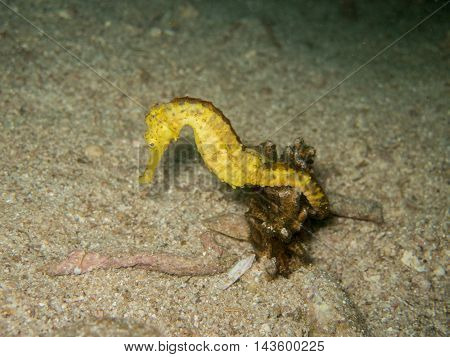 closed up the yellow seahorse in Myanmar divesite