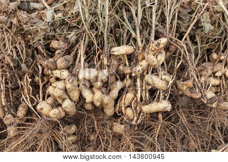 Harvest of peanuts peanut plants with roots closeup