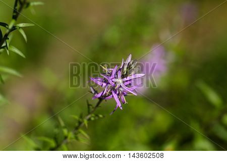 Flowers of a Harebell plant (Asyneuma canescens)