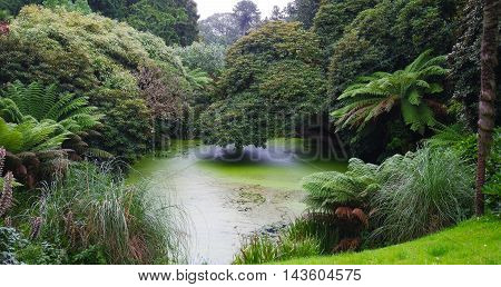 The  Jungle in Lost garden of Heligan