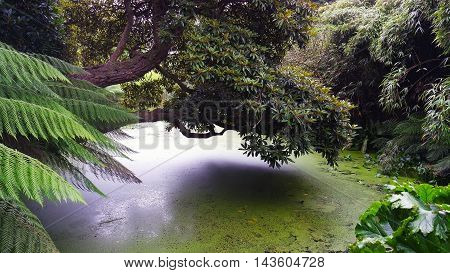 The Jungle in Lost garden of Heligan