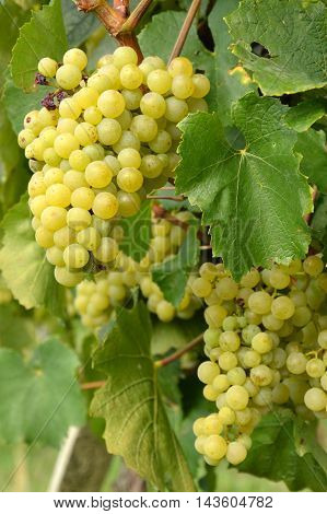 Bunches of grapes in a vineyard in the Brescia before the harvest