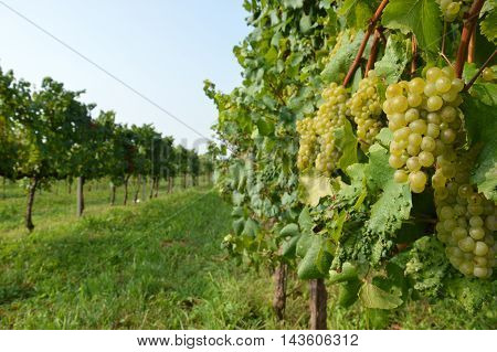 Bunches of grapes in a vineyard in the Brescia before the harvest