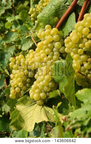 Bunches of grapes in a vineyard in the Brescia before the harvest