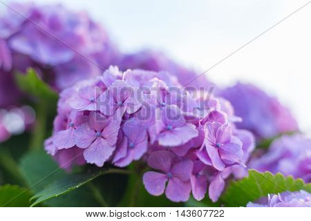 Material was taken to the main the hydrangea.