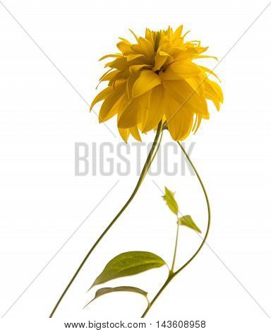 Golden Glow, Rudbekia Laciniata