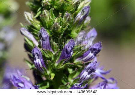 Flowers of the Great Blue Lobelia (Lobelia siphilitica) a historical medical herb against Syphilis.