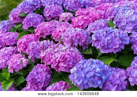 Material was taken to the main the hydrangea.