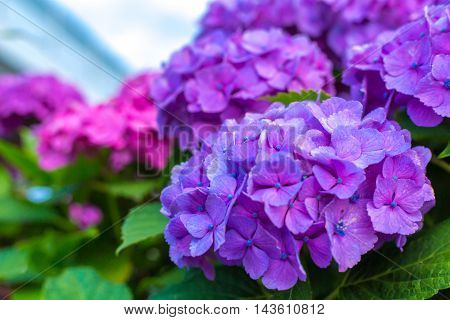 Material was taken to the main the hydrangea.