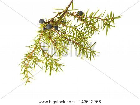 Common Juniper Twig With Ripe And Unripe Berries
