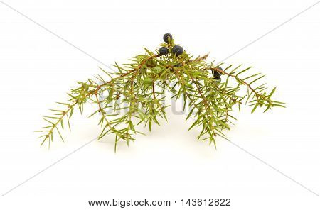 Common Juniper Twig With Ripe And Unripe Berries