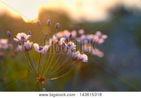 Flowering rush (Butomus umbellatus) at sunset