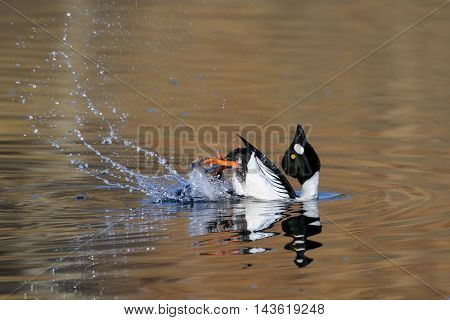Courtship display of male Common goldeneye (Bucephala clangula) reflected in pond water surface. Moscow region Russia