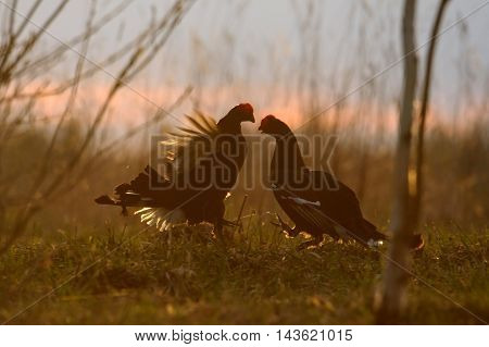 Male Black Grouses (Tetrao tetrix) at evening lek. National park Plesheevo Lake Yaroslavl region Russia