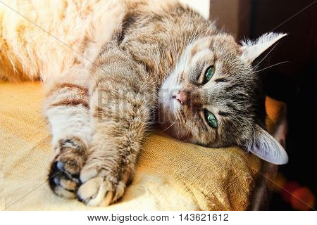 Beautiful domestic cat stretches its paws looking at the camera indoor