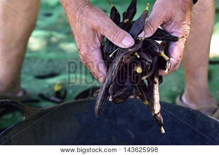 closeup of an old man with some carobs in his hands during the harvesting of this fruit in Spain