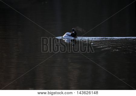 Common Goldeneye (Bucephala clangula) at early spring in Moscow region Russia