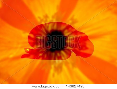 Colorful and crisp image of background blurry with woman doing yoga