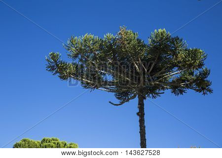 Closeup Of Upper Part Of Araucaria Angustifolia ( Brazilian Pine) With Sky Background, Campos Do Jor