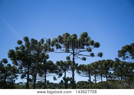 Closeup Of Upper Part Of Araucaria Angustifolia ( Brazilian Pine) With Sky And Clouds Background, Ca