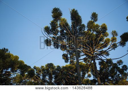 Closeup Of Upper Part Of Araucaria Angustifolia ( Brazilian Pine) With Sky And Clouds Background, Ca