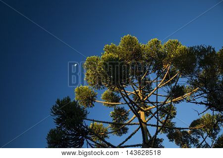 Closeup Of Upper Part Of Araucaria Angustifolia ( Brazilian Pine) With Sky Background, Campos Do Jor