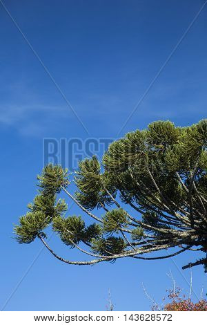Closeup Of Upper Part Of Araucaria Angustifolia ( Brazilian Pine) With Sky And Clouds Background, Ca