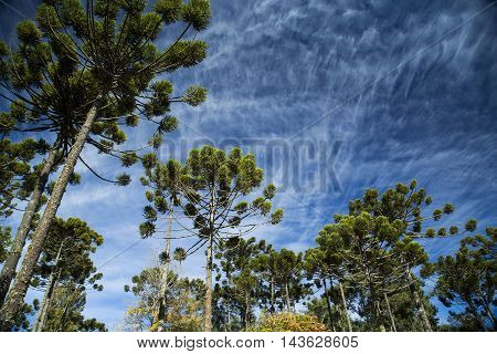 Closeup Of Upper Part Of Araucaria Angustifolia ( Brazilian Pine) With Sky And Clouds Background, Ca