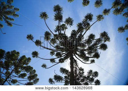 Closeup Of Upper Part Of Araucaria Angustifolia ( Brazilian Pine) With Sky And Clouds Background, Ca