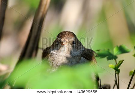 Thrush Nightingale (Luscinia luscinia) closeup. Moscow region Russia