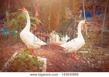 white goose fantasy effects applied sun light in soft focus