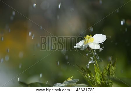 Sun, rain and flower in the garden