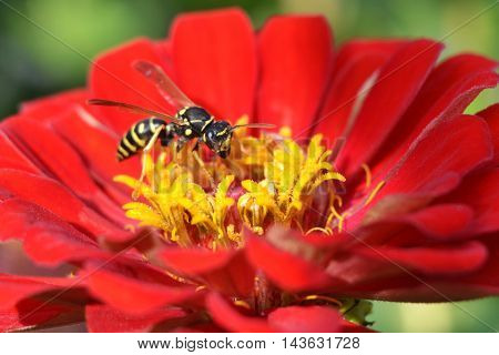 wasp on a red flower eating nectar