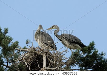 Two Grey Heron (Ardea cinerea) juvenile birds in the nest. National park Plesheevo Lake Yaroslavl region Russia