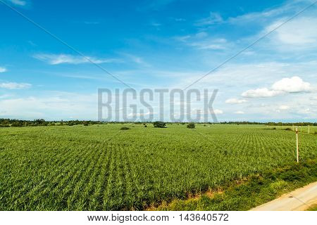 Aerial of sugarcane crops Agriculture industry Thailand.
