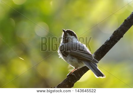 Perching Willow tit (Poecile montanus Parus montanus) against sun. Yaroslavl region Russia