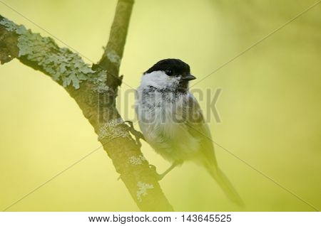 Perching Willow tit (Poecile montanus Parus montanus). Yaroslavl region Russia