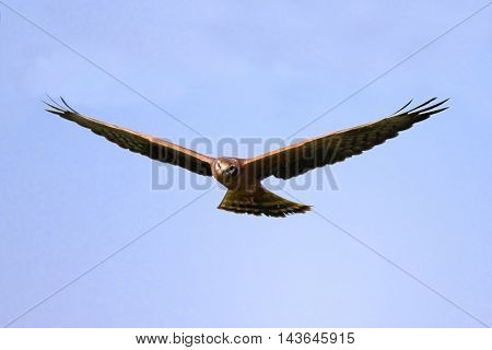 Flying juvenile Montagus harrier (Circus pygargus). Kaluga region Russia
