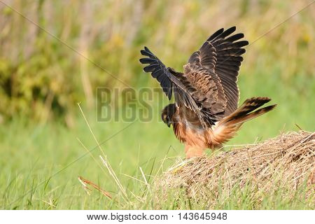Juvenile Montagus harrier (Circus pygargus) flapping wings at the meadow. Kaluga region Russia