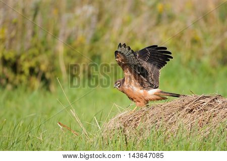 Juvenile Montagus harrier (Circus pygargus) flapping wings at the meadow. Kaluga region Russia