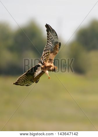 Juvenile Montagus harrier (Circus pygargus) hunting for a mouse at the meadow. Kaluga region Russia