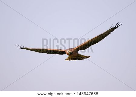 Flying juvenile Montagus harrier (Circus pygargus). Kaluga region Russia