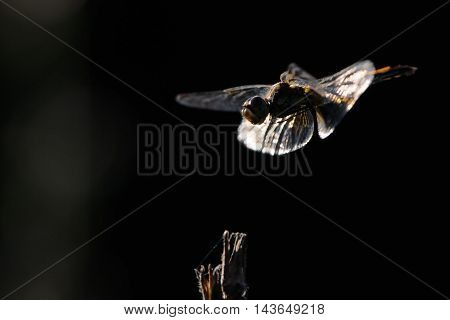 Flying dragonfly Vagrant darter (Sympetrum vulgatum). Kaluga region Russia