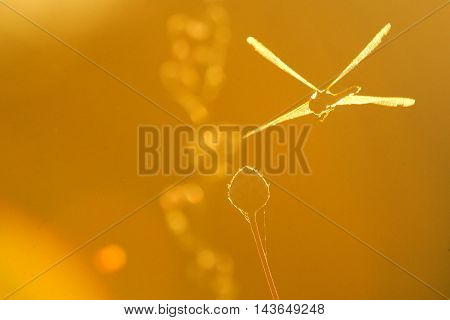 Flying dragonfly Vagrant darter (Sympetrum vulgatum). Kaluga region Russia