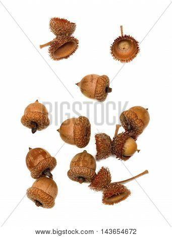 Autumn Acorns On White