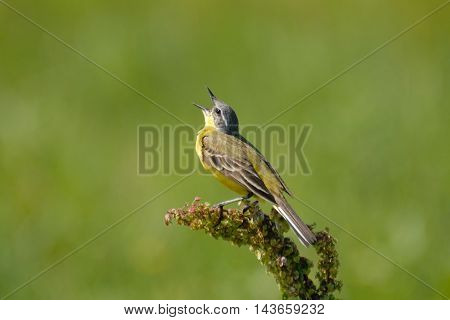 Perching male Yellow wagtail (Motacilla flava) at summer meadow. Near Moscow Russia