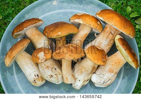 Fresh White Mushrooms (boletus Edulis) On A Tray