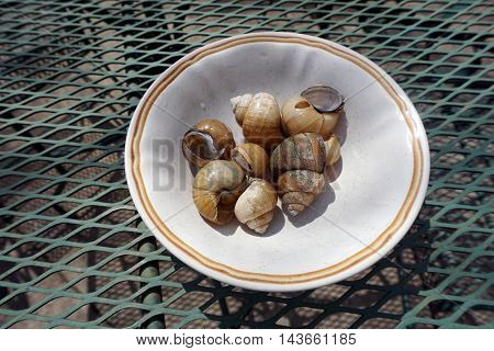 A bowl contains the shells of Chinese mystery snails (Bellamya chinensis) found along the shore of a small lake in Joliet, Illinois.