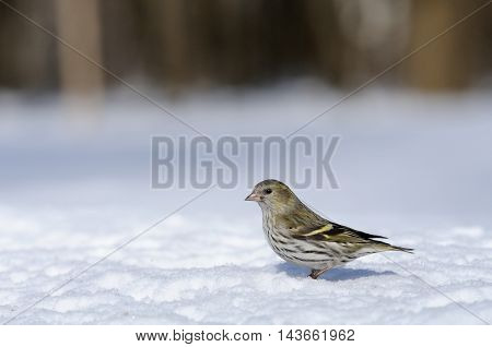 Female siskin (Carduelis spinus) in snow. Moscow region Russia